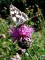 F08 chardon-papillon de guillaume chery-naumont 